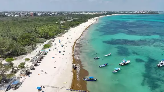 Los balnearios de Benito Juárez que registran arribo de la talofita son Delfines, El Niño y Coral, sin que impida que los visitantes disfruten su estancia en el mar