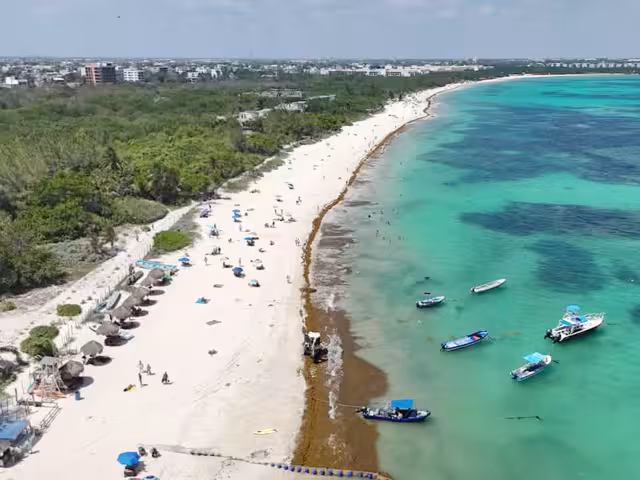 Los balnearios de Benito Juárez que registran arribo de la talofita son Delfines, El Niño y Coral, sin que impida que los visitantes disfruten su estancia en el mar