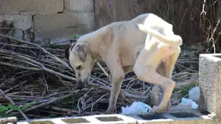 Congreso de Campeche condena agresión a perrita en Hecelchakán y exige pena máxima