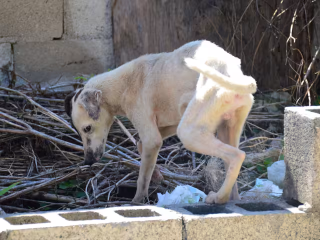 Brutal ataque a perrita en Hecelchakán: Congreso exige castigo