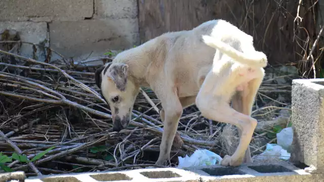 Brutal ataque a perrita en Hecelchakán: Congreso exige castigo