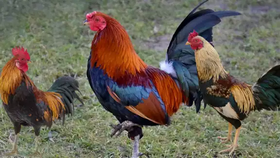 La crianza de gallos de ornato y de pelea se ha vuelto un parteaguas sobre el tema de maltrato animal La crianza de gallos de ornato y de pelea se ha vuelto un parteaguas sobre el tema de maltrato animal