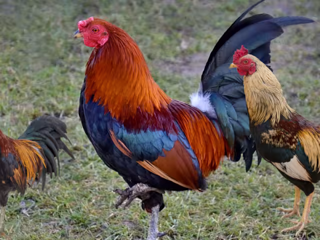 La crianza de gallos de ornato y de pelea se ha vuelto un parteaguas sobre el tema de maltrato animal