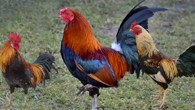 La crianza de gallos de ornato y de pelea se ha vuelto un parteaguas sobre el tema de maltrato animal