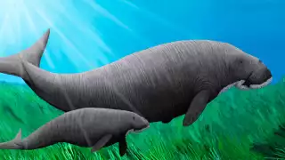 El Dugongo yucateco es una especie de sirenio extinta que habitó los mares poco profundos de la Península de Yucatán