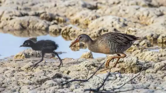 Se han registrado al menos 52 especies entre aves residentes y migratorias en zonas como las reservas de la Biosfera de Ría Lagartos y la Estatal de Dzilam de Bravo Se han registrado al menos 52 especies entre aves residentes y migratorias en zonas como las reservas de la Biosfera de Ría Lagartos y la Estatal de Dzilam de Bravo