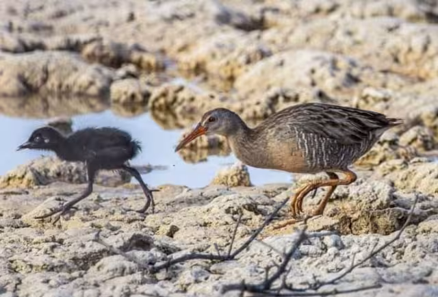 Se han registrado al menos 52 especies entre aves residentes y migratorias en zonas como las reservas de la Biosfera de Ría Lagartos y la Estatal de Dzilam de Bravo