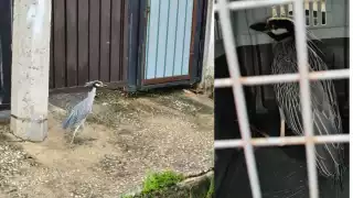  Héroes sin capa: Rescatan a Garza Nocturna herida en Ciudad del Carmen