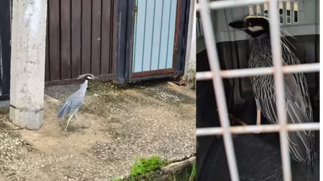 El Grupo Ecológico Isla de Tris rescató una Garza Nocturna Corona Clara encontrada en la colonia Benito Juárez