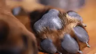 Maltrato animal en Bacalar: Jóvenes amarran un perrito a un dron  y  suben el video a redes;  PPA ya investiga el caso