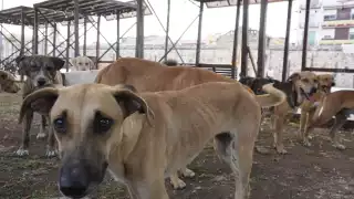 Lanzan campaña para nuevo albergue canino en Campeche