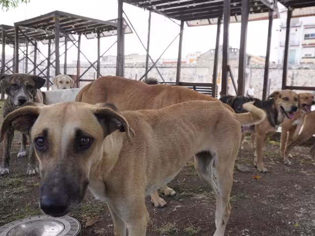La Fundación Nancy French recauda fondos para el proyecto.