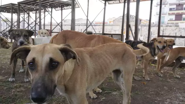 La Fundación Nancy French recauda fondos para el proyecto.