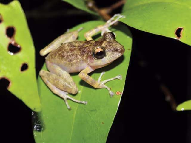 La rana ladradora yucateca, habita cenotes o cavernas