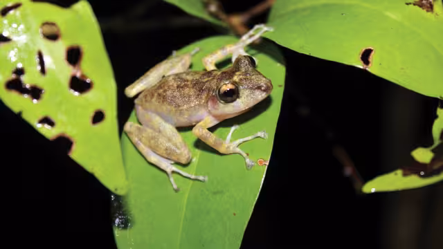 La rana ladradora yucateca, habita cenotes o cavernas