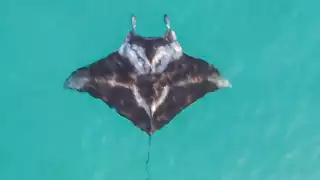   Confirman nueva especie de mantarraya gigante en el Atlántico, ¿Habita en Yucatán?  