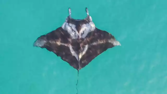 El hábitat de esta enorme mantarraya comprende islas oceánicas y archipiélagos, así como regiones costeras y estuarinas del océano Atlántico, incluyendo la Península de Yucatán