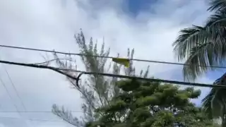Otra colonia en Chetumal se queda sin servicios porque un tráiler se llevó los cables al circular por la zona