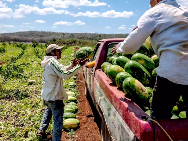 Actualmente hay buena producción en el campo, no sólo en el Caribe Mexicano, también en Campeche y Yucatán