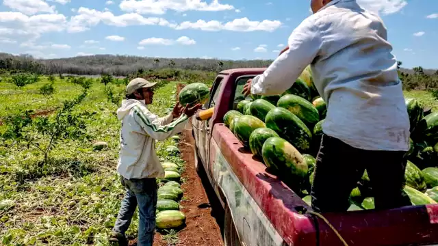Actualmente hay buena producción en el campo, no sólo en el Caribe Mexicano, también en Campeche y Yucatán