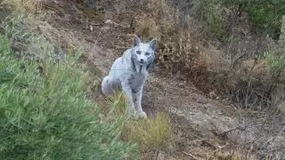La aparición de un lince ibérico blanco provocó gran controversia a nivel mundial