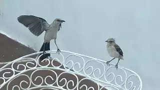 El cenzontle tropical es una de las aves más comunes en las zonas urbanas del estado
