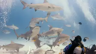 Temporada de avistamiento de tiburón toro registra bajo número de turistas en Playa del Carmen