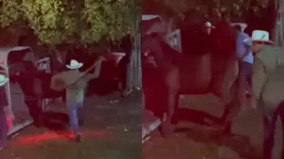 “Que no quede impune": Video de presunto maltrato animal a  un caballo en Bacalar causa indignación   