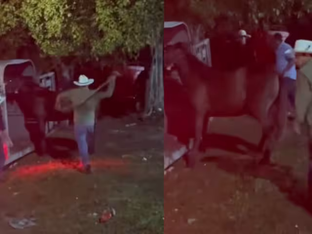 Usuarios expresaron indignación y condenaron el acto como abuso hacia un ser vivo; piden castigos severos para los involucrados, con multas económicas y cárcel