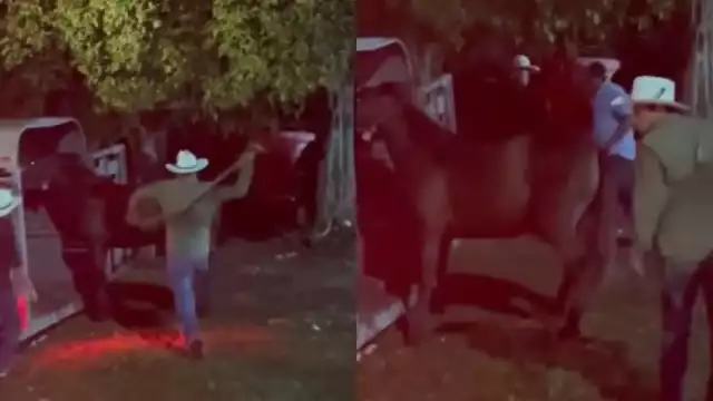 Usuarios expresaron indignación y condenaron el acto como abuso hacia un ser vivo; piden castigos severos para los involucrados, con multas económicas y cárcel