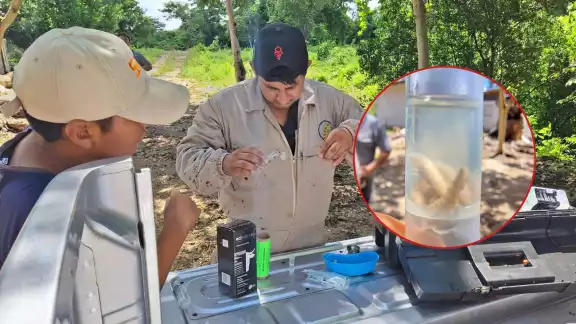 La asociación local pidió a los productores reportar cualquier sospecha de gusano barrenador a fin de tener un control efectivo y la erradicación de la plaga en la zona