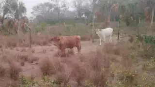 Ganaderos de Campeche preocupados por la falta de lluvias
