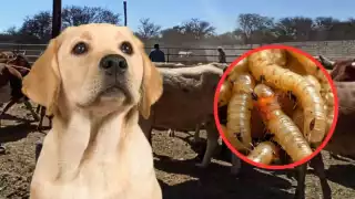 Ganaderos proponen usar perros entrenados para detectar gusano barrenador en Campeche