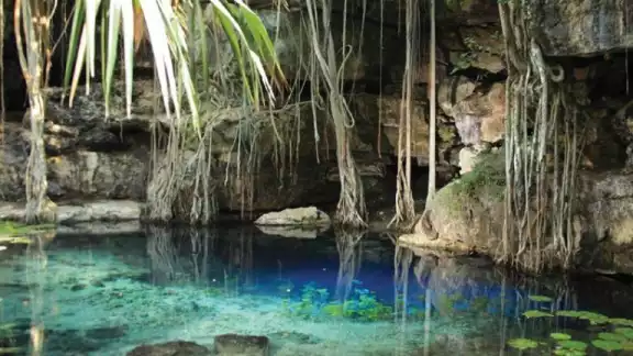 Otra especie identificada en el cenote Dzombakal, fueron caballos Otra especie identificada en el cenote Dzombakal, fueron caballos