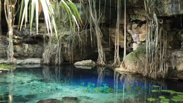 Otra especie identificada en el cenote Dzombakal, fueron caballos