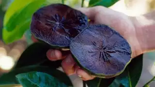 Descubre el Tauch o Zapote Negro