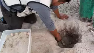  Seis nidos de tortuga depredados por perros callejeros en playas    de Campeche   