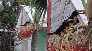 “Recibí unos hermosos visitantes en mi hogar": Tucancillos collarejos sorprenden en Xpujil, Calakmul