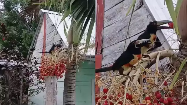 Una usuaria de Xpujil captó a dos tucanes collarejos comiendo frutos rojos en su patio.