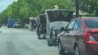 Cuatro calesas fueron documentas circulando sobre Paseo de Montejo antes del horario permitido