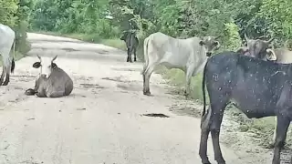 Plaga en expansión y sin respuesta: ganaderos en crisis por gusano barrenador