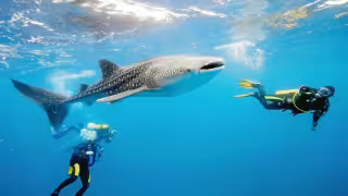 Ni con descuentos repuntan reservas para ver al tiburón ballena en Isla Mujeres
