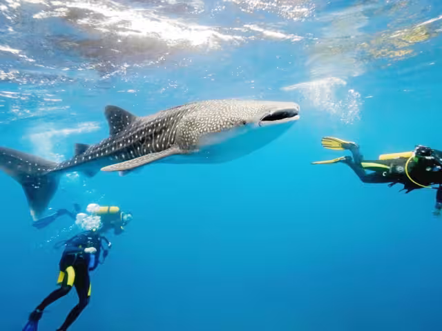Temporada del tiburón ballena en Isla Mujeres arranca con bajas expectativas