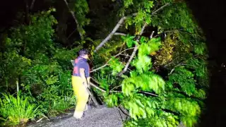 Fuertes lluvias provocan caída de árbol que bloqueó tránsito en carretera de Escárcega