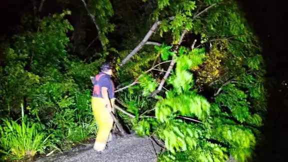 Árbol derribado por lluvia bloquea carretera Escárcega-Candelaria