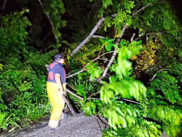 Árbol derribado por lluvia bloquea carretera Escárcega-Candelaria