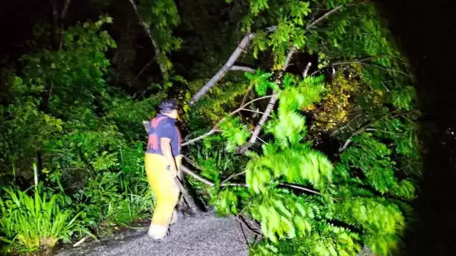 Árbol derribado por lluvia bloquea carretera Escárcega-Candelaria