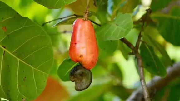 Los frutos de marañón aportan aporta vitamina A y C Los frutos de marañón aportan aporta vitamina A y C