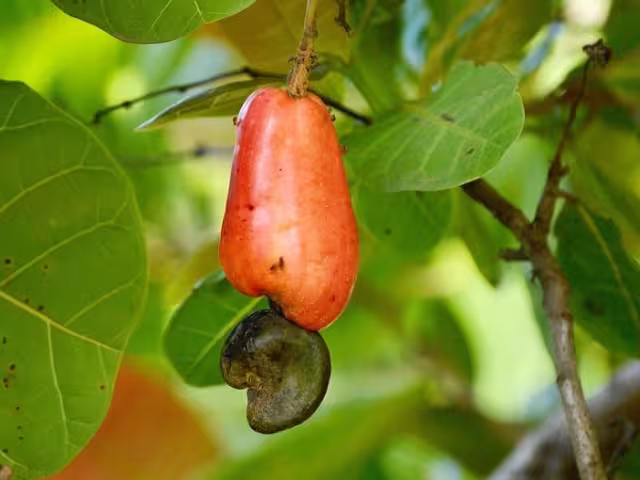 Los frutos de marañón aportan aporta vitamina A y C