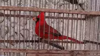 Entre las aves más afectadas por capturas se encuentran el cardenal